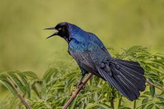 Boat-Tail Grackle in Mating Plumage