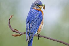Eastern Bluebird with Prey