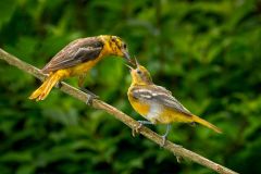 Baltimore Oriole Feeding Fledgling