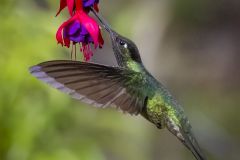 Green Hummingbird Costa Rica