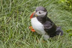 Puffin on Grassy Hill Iceland