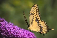 Yellow Swallowtail