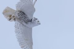 Snowy Owl in Flight