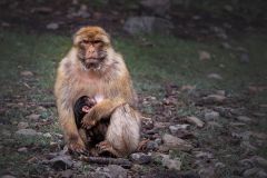 Barbary Macaque Nursing Its Newborn