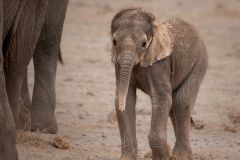 Curious Baby Elephant