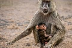 Olive Baboon with a Newborn