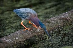 Butorides Virescens 3