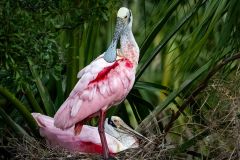 Roseate Spoon Nesting