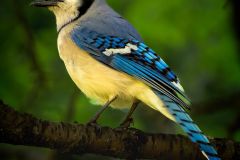 Blue Jay