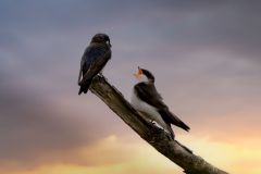 Tree Swallows