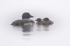 Loons on a Misty Morning