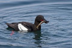 Black Guillemot