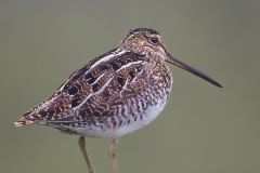 Wilson's Snipe