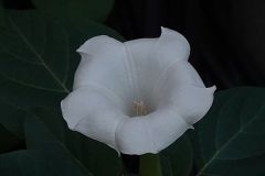 Datura White Poison