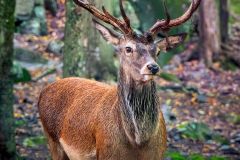 Red Deer in the Glen