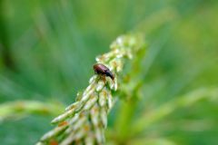 Beetle on Pine