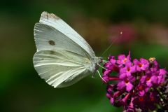 Sulphur Butterfly