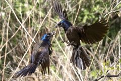 Battling Grackles