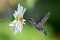 Dhalia and Hummingbird