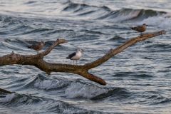 Greater Black-Backed Gull Between Ring-Billed Gull