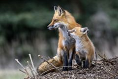 Red Fox and Kit