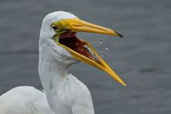 Egret Down the Hatch