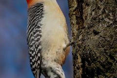Red-Belly Woodpecker