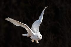 Snowy Owl Morning Flight