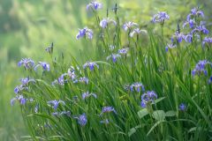 Kayaking Thru the Iris's