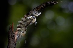 Caterpillar Closeup
