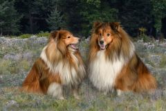 Shelties, Quinn and Pipper