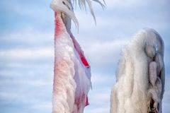 Cold Day on the Lake
