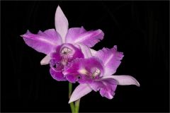 Orchid 3