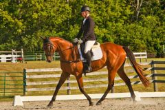 Competition Ring Trot