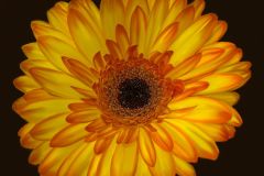 Gerber Glow on Black