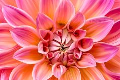 Pink Painted Power Play