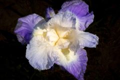 City Lights Purple Bearded Iris