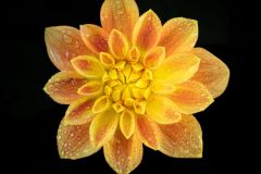 Kissed by the Sun Dahlia