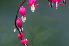 Bleeding Hearts