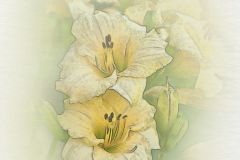 Watercolor Day Lilies