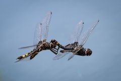 Black Saddlebags Dragonflies in Tandem