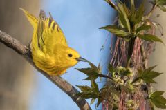 Yellow Warbler Eating Boxelder Seeds