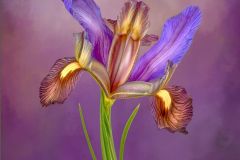 Black Joker Siberian Iris