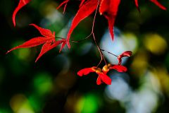 Japanese Maple
