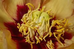 Peony