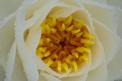 The Beauty Within