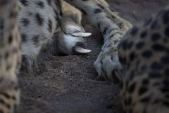 Powerful Claws