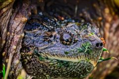 The Ant and the Snapping Turtle