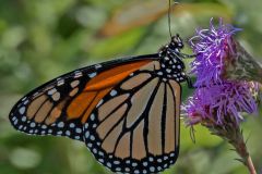 Monarch Butterfly