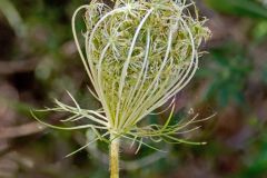 Queen Anne's Lace